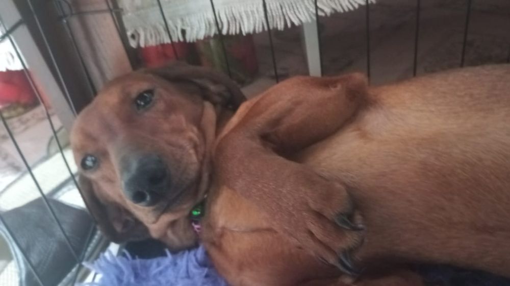 Щенки таксы бронь