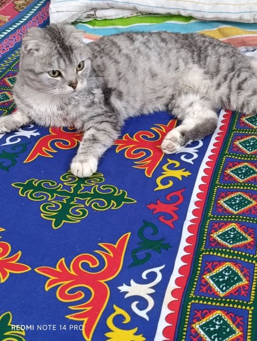 Кошка в добрые руки