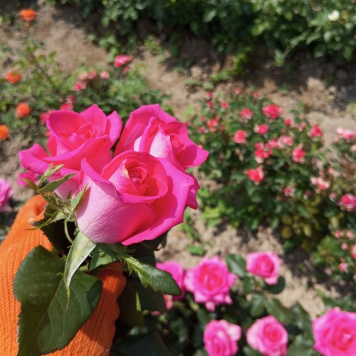 Росе цветы оптом