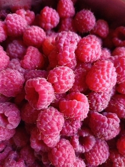 Дачная малина продам