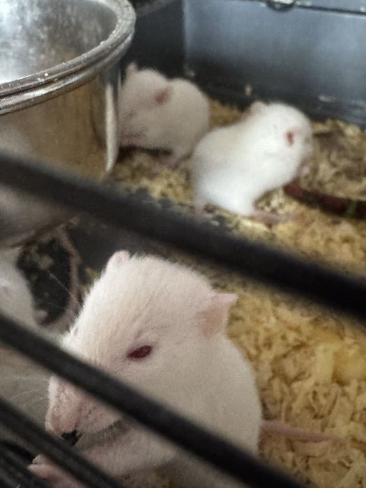 Продам крысят Альбиносов