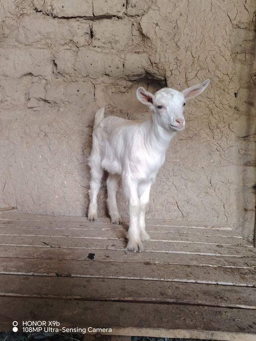 Такачалар сотилади