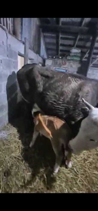 Продам корову с телёнок