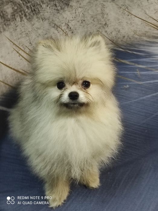 Девочка Помераночка