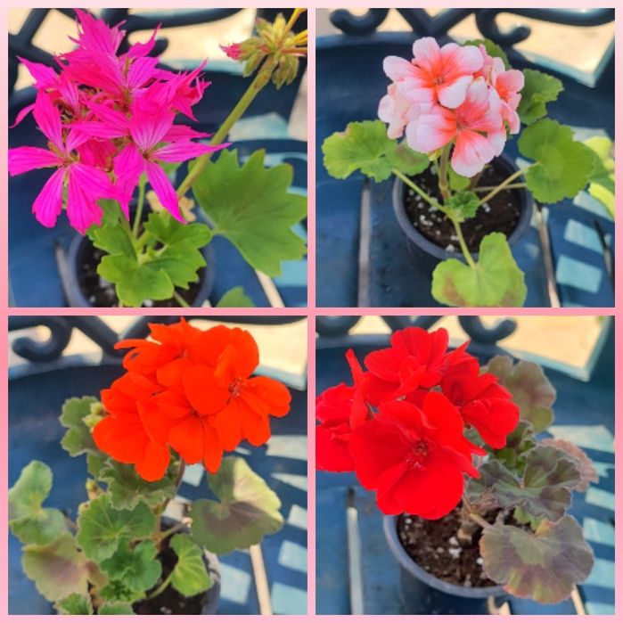 Мушката и сакъзи