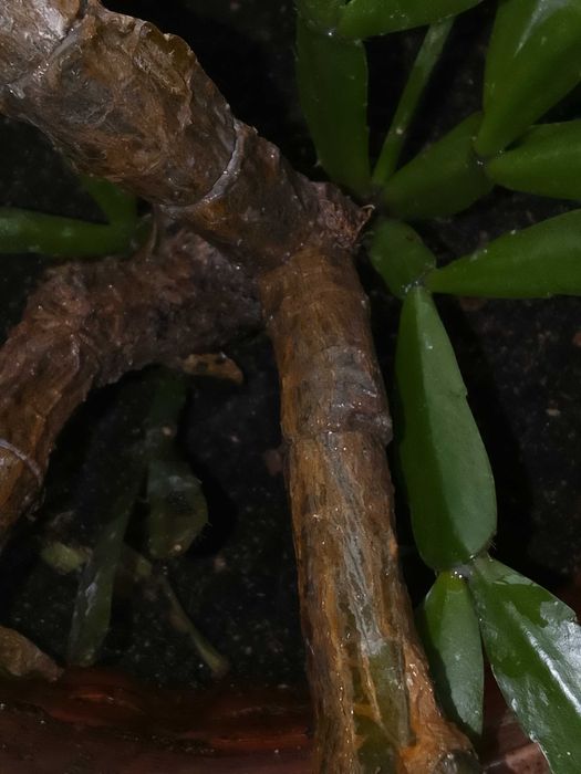 Декабрист,Лимон пальма за 7.000