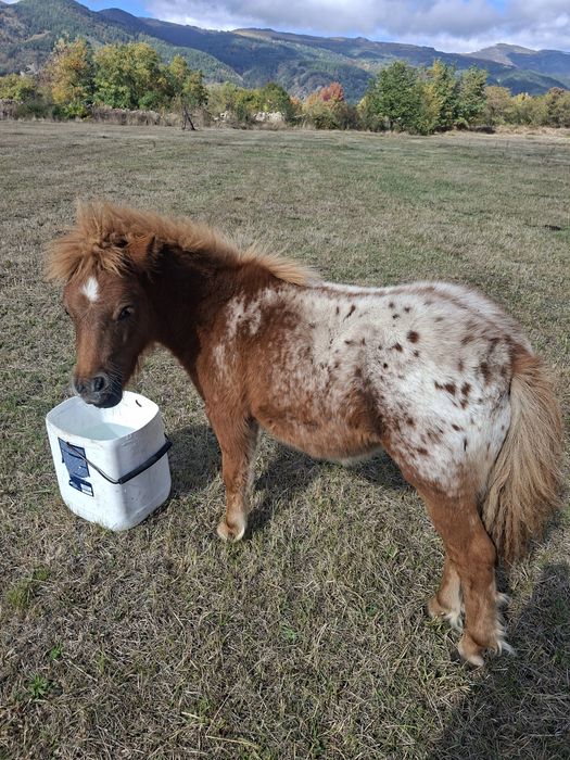 Продава се Мъжко  ПОНИ !!!