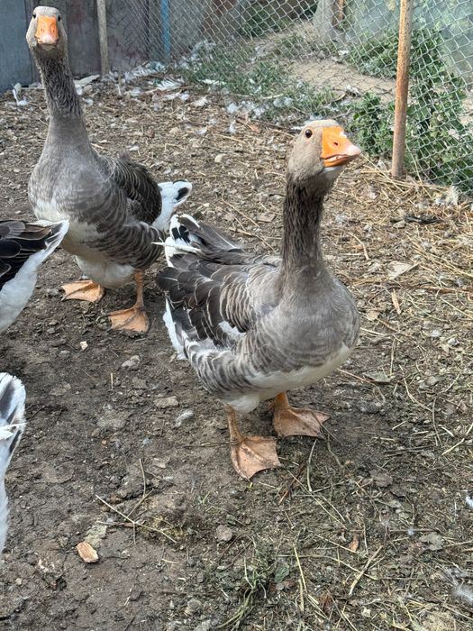 Gâște tinere și frumoase