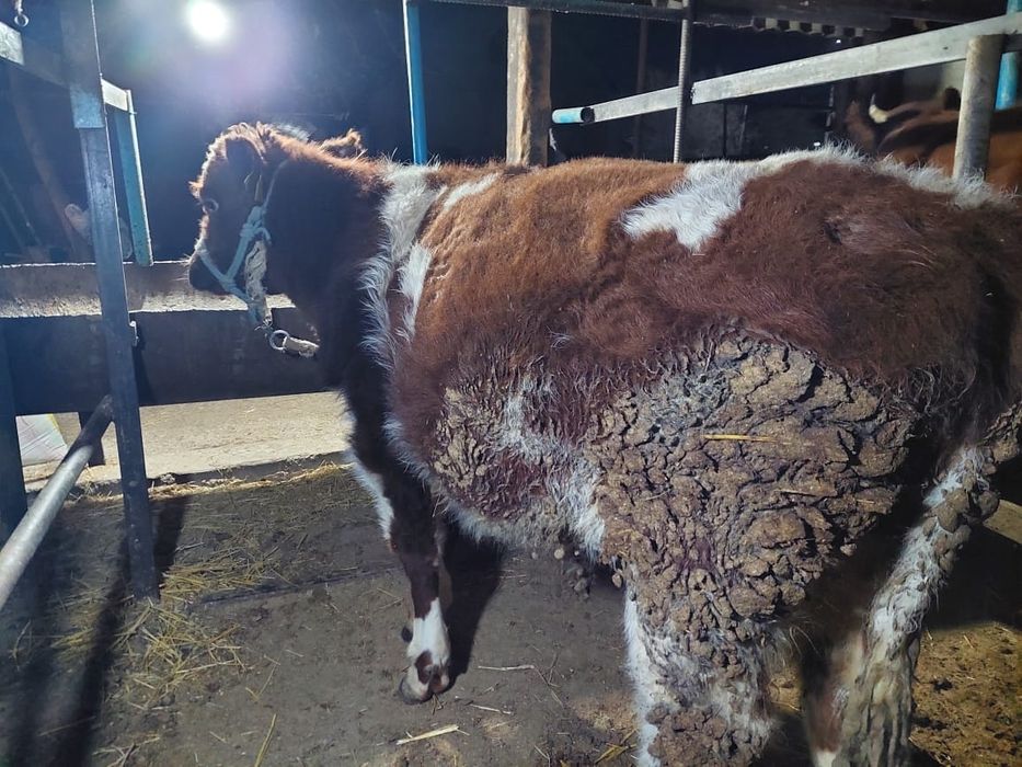 Буха огыз семыз бордахы