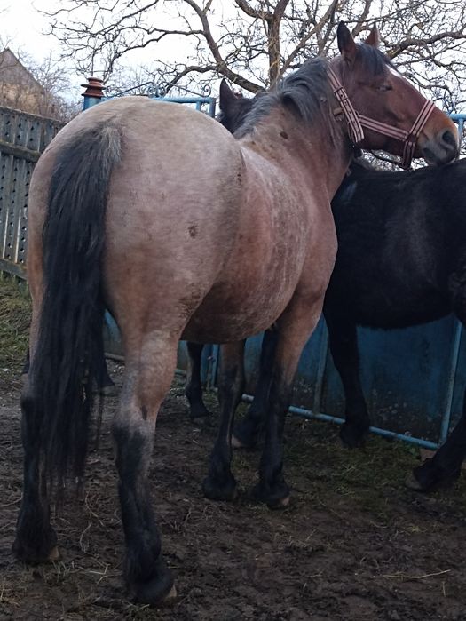 De vânzare iapă cu mânză