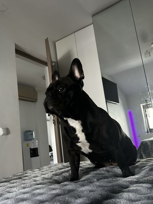 Pet sitting/Pet boarding