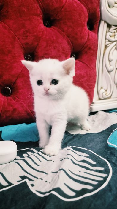 Котята шиншилла шотландские