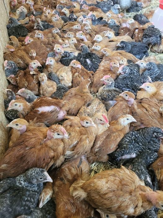 Pui rasa mixta porumbac Kabir