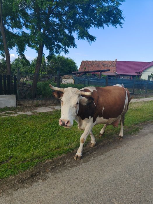 Vacă de lapte 20litri pe zi, Bălțata Românească