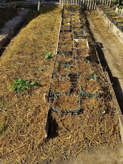 Биогумс,натуральная удобрение