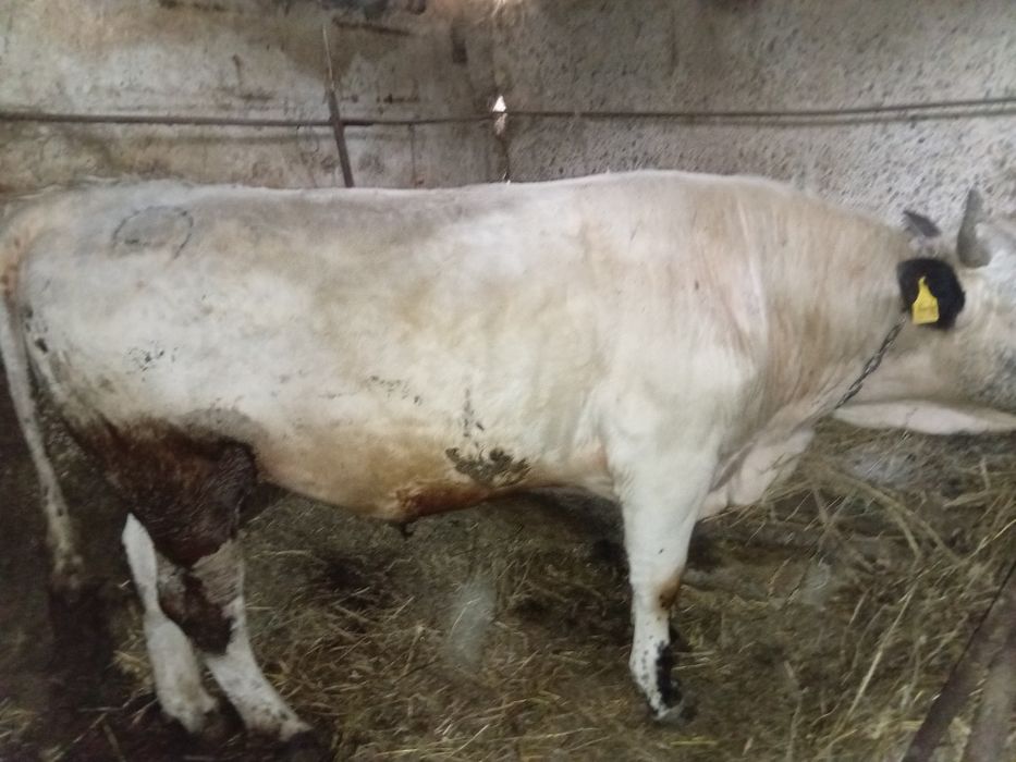 Бычок жирный на откорме