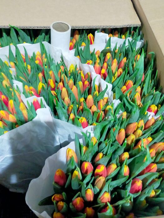 Тюльпаны из Голландии оптом
