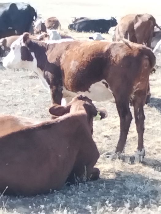 Срочно продам коров и быки