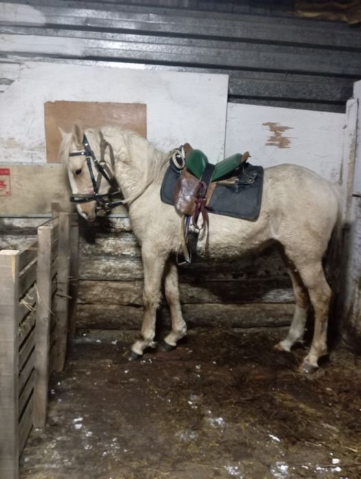 Продам жеребаик 1.8