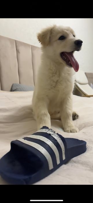 Щенок в добрые руки