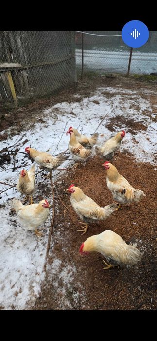 Cocoși - la 50 de  Lei