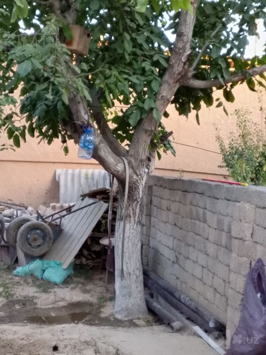 Butun kota yongo darxtdi bor