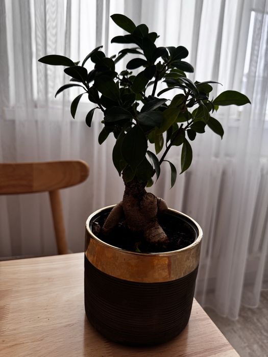 Фикус бонсай комнатное растение