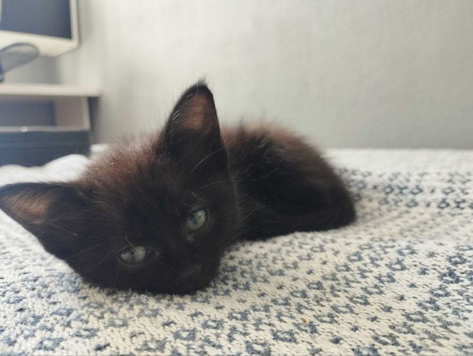 Ищу дом для маленькой кошки