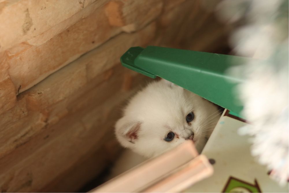 Британска чинчила