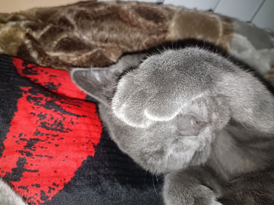 Mushuk Scottish Fold, ozoda, toza boqilgan  5 oylik