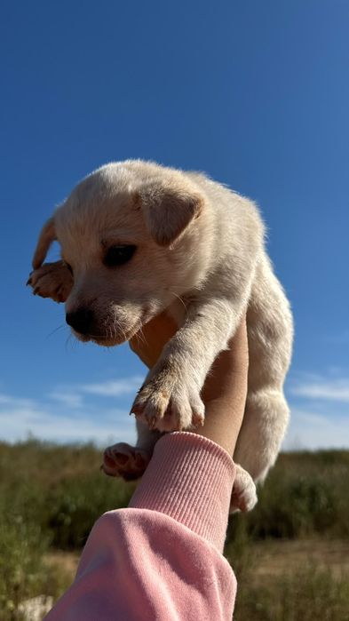 Отдам щенка в хорошие руки