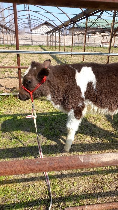 Бузок сотилади..