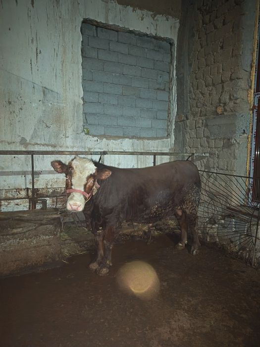 Gerinfod buqa sotiladi