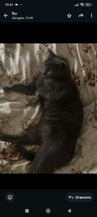 Русский голубой кот 5 лет