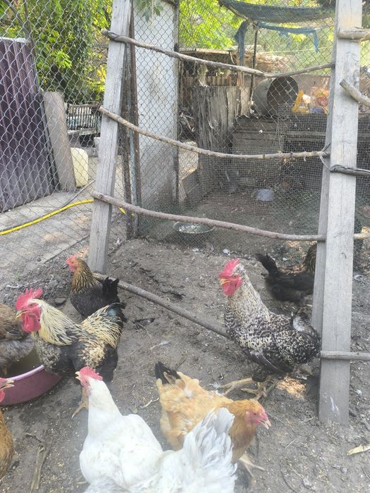 Продам петухов ,гусей и уток