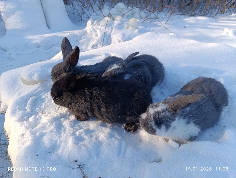 Кролики баран+ строкач