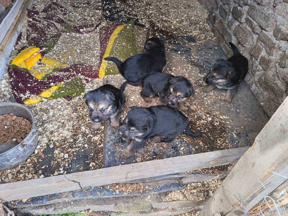 Продават се Немски овчарки