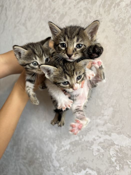 Отдам котят в добрые руки
