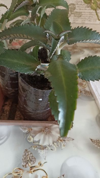 Каланхоэ лекарственное