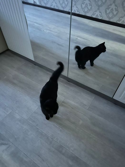 Отдам кошечку в добрейший руки