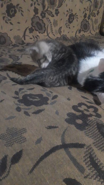 Отдам котят в добрые руки