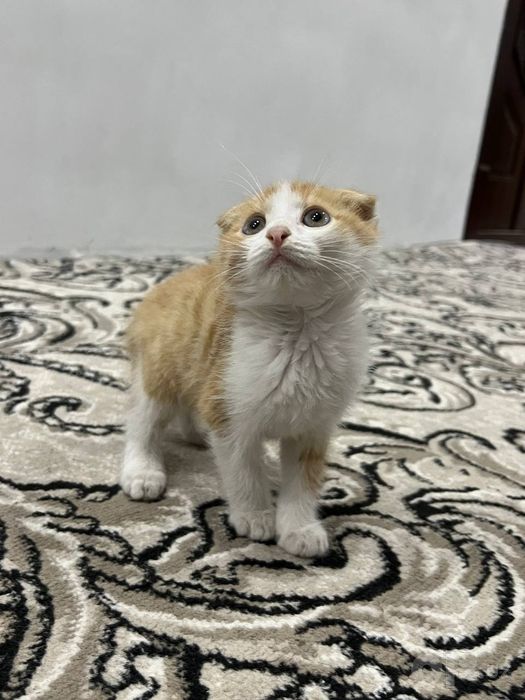 Sotiladi aqilli mushu onasi toza qon