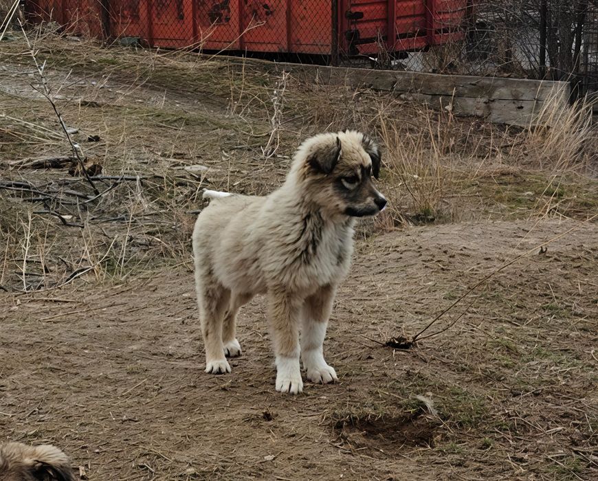 Щенки в хорошие руки