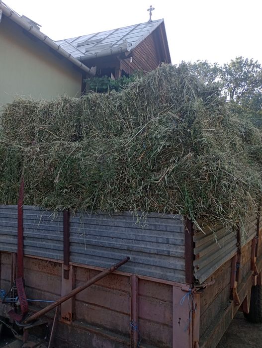 Grâu ,triticale, ovăz,baloți lucernă,fân