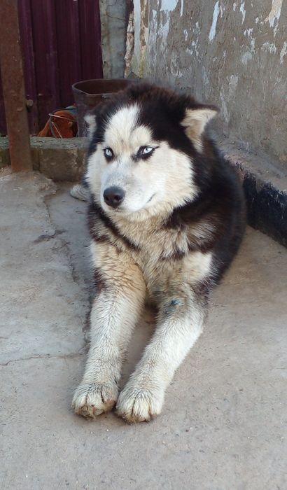 Хорочи собака Хаски