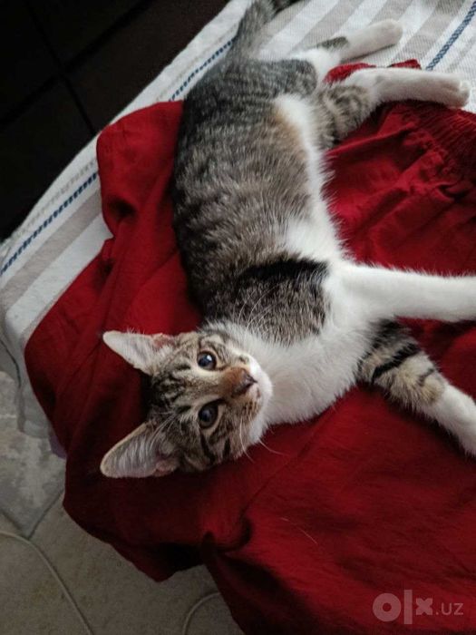 Котенок, дома родился, домашний