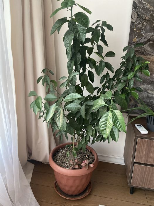 Продам лимон 5 лет