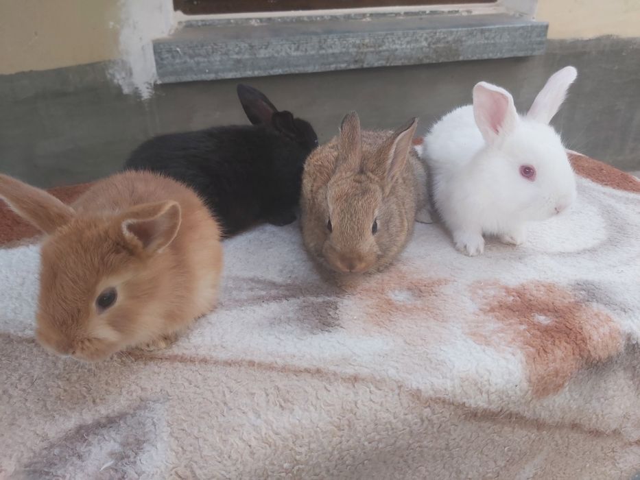 Продаются кролики крольчата куен болалари  оптом