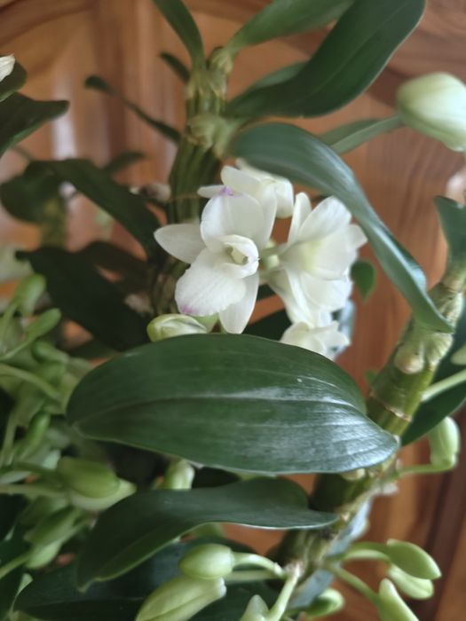 Орхидея дендробиум