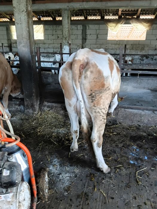 Va vaca cu lapte